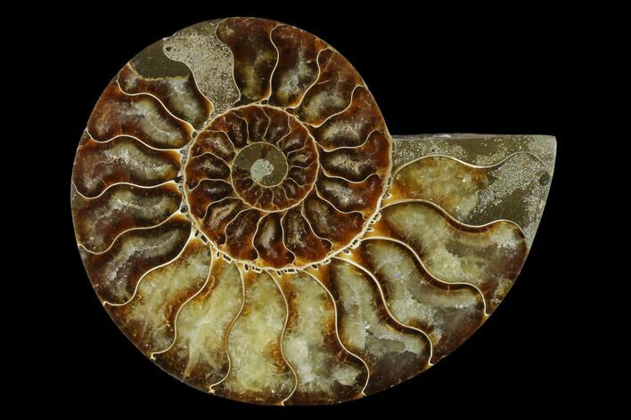 Agatized Ammonite Fossil (Half) - Madagascar #139677